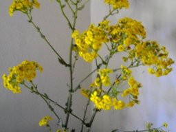 Senecio anapetes