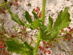 Senecio maritimus unusually lobed leaves