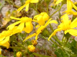 Senecio maritimus flowerheads