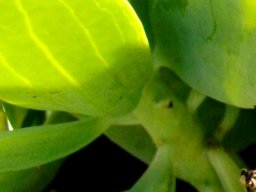 Senecio muirii stem