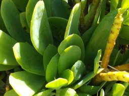 Senecio muirii
