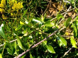 Senecio pleistocephalus leaves and stems
