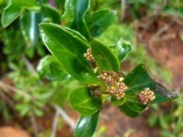 Senecio pleistocephalus fruiting