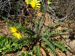 Senecio spiraeifolius plant