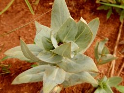 Senecio venosus 