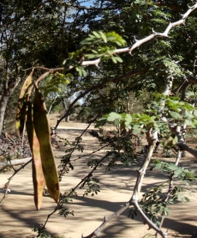 Senegalia galpinii pods