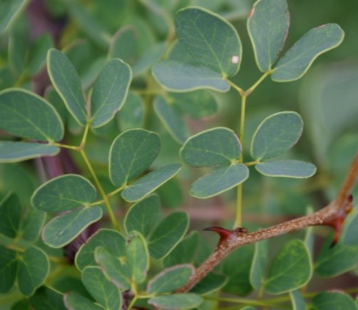 Senegalia nigrescens leaves in their prime