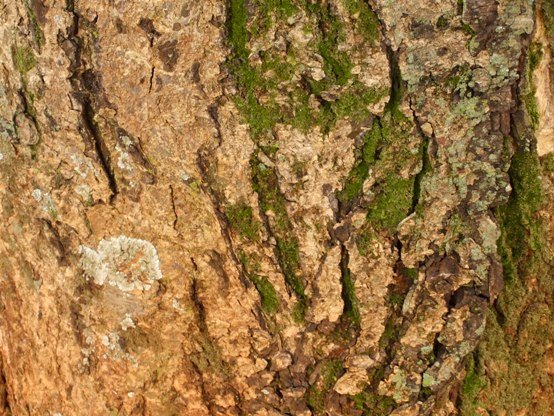 Senegalia burkei bark