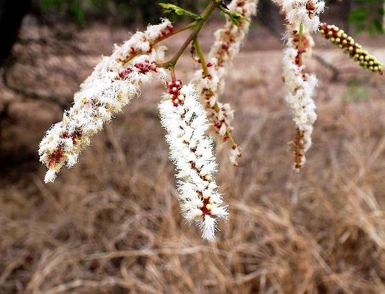 Senegalia galpinii, the buds not red all over