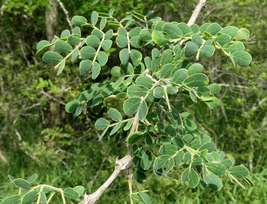 Senegalia welwitschii subsp. delagoensis leaves