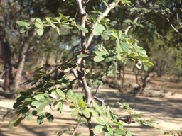 Senegalia galpinii leaves on young branches