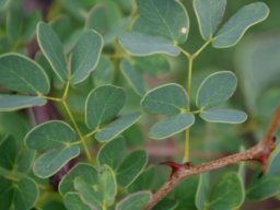 Senegalia nigrescens leaves in their prime
