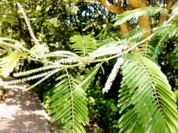 Senegalia polyacantha