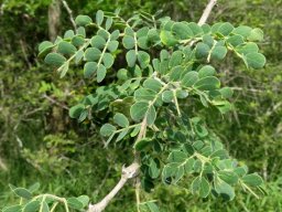 Senegalia welwitschii subsp. delagoensis leaves