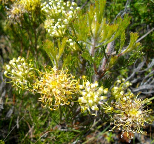 Serruria acrocarpa
