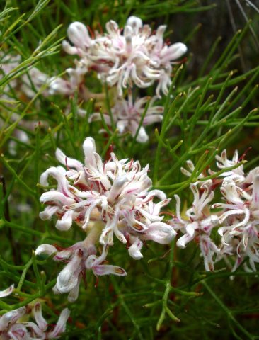 Serruria adscendens flowerheads