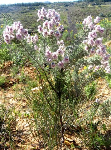 Serruria aitonii