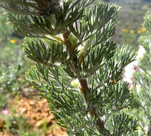 Serruria aitonii leaves