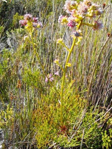 Serruria elongata is threatened