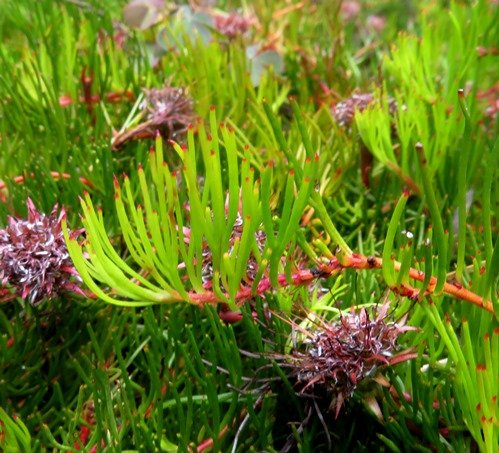 Serruria fucifolia curved stem