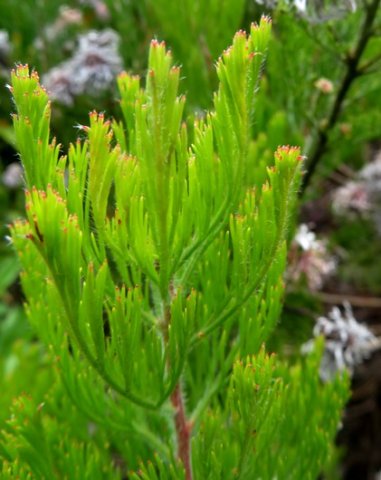 Serruria fucifolia leaves