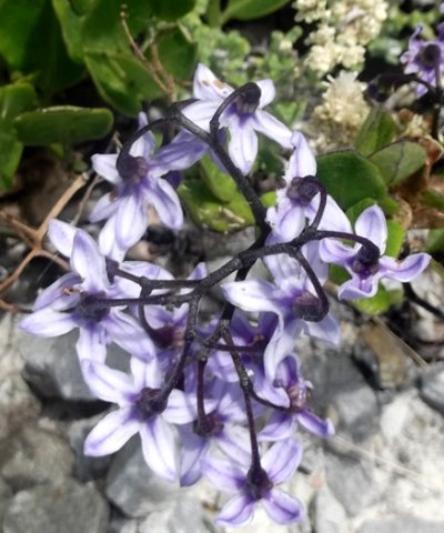 Solanum africanum hiding the flower faces
