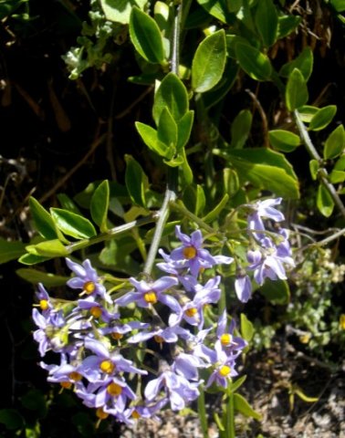 Solanum africanum