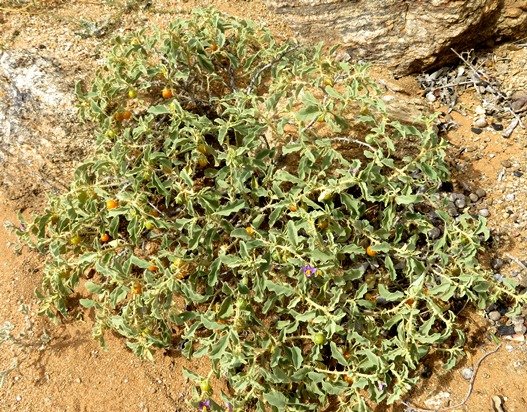 Solanum burchellii