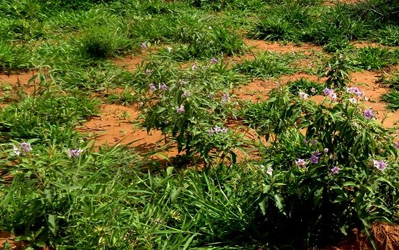 Solanum campylacanthum subsp. panduriforme plants in flower