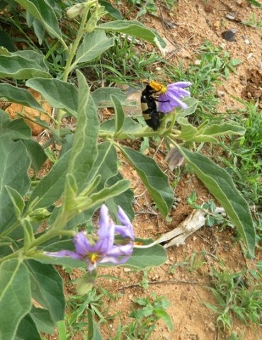 Solanum campylacanthum subsp. panduriforme leaves