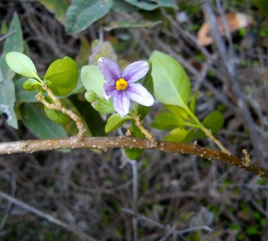 Solanum guineense, coastal nightshade