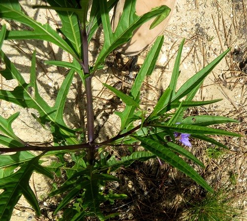 Solanum laciniatum 