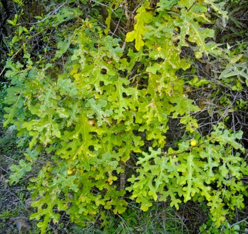 Solanum linnaeanum