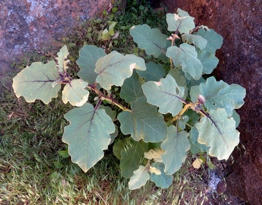 Solanum