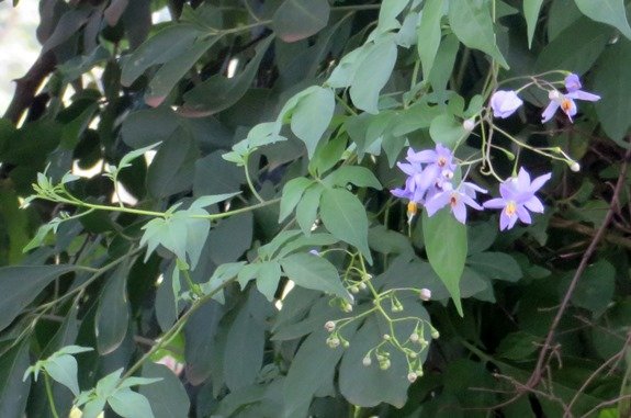Solanum seaforthianum, an exotic