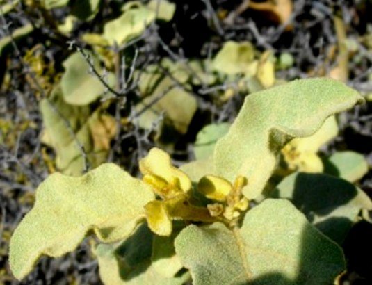 Solanum tomentosum young stem-tip