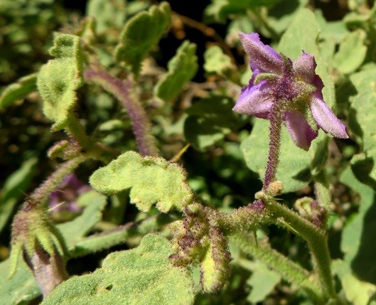 Solanum tomentosum variable calyces