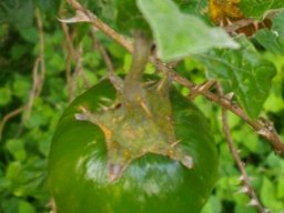Solanum aculeastrum calyx on a fruit
