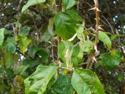 Solanum aculeastrum leaves, not much lobed