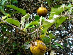 Solanum aculeastrum yellow gifappeltjies