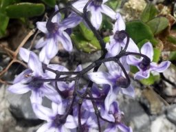 Solanum africanum hiding the flower faces