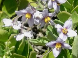 Solanum africanum with pale flowers