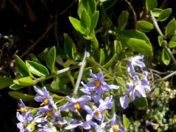 Solanum africanum