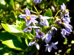 Solanum africanum shiny leaves