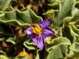 Solanum burchellii flower