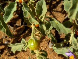 Solanum burchellii berry colour changes