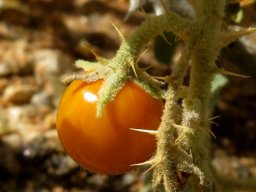 Solanum burchellii ripe fruit