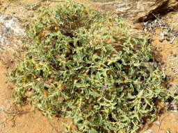 Solanum burchellii