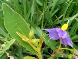 Solanum campylacanthum subsp. panduriforme flower