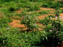Solanum campylacanthum subsp. panduriforme plants in flower